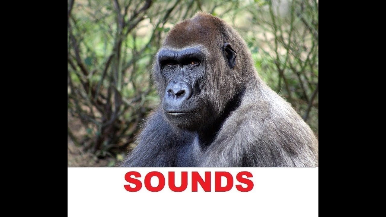scary sound for gorilla tag by sleeplife4ever Sound Effect - Tuna