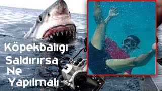 Köpekbalığı Saldırırsa Ne Yapılmalı?