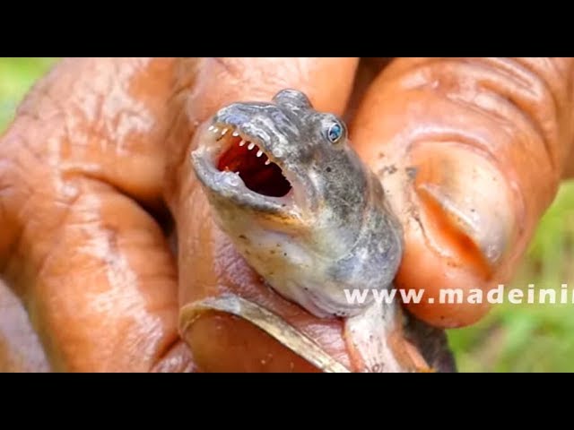 #Very Rare Indian Fish | Ramal Fish Catching and Cooking | #Very Rare to See | My3streetfood | STREET FOOD