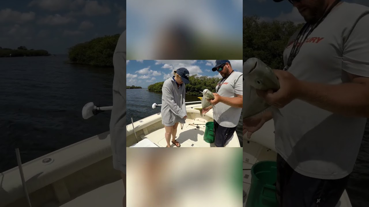 Shark Bait or Dinner?