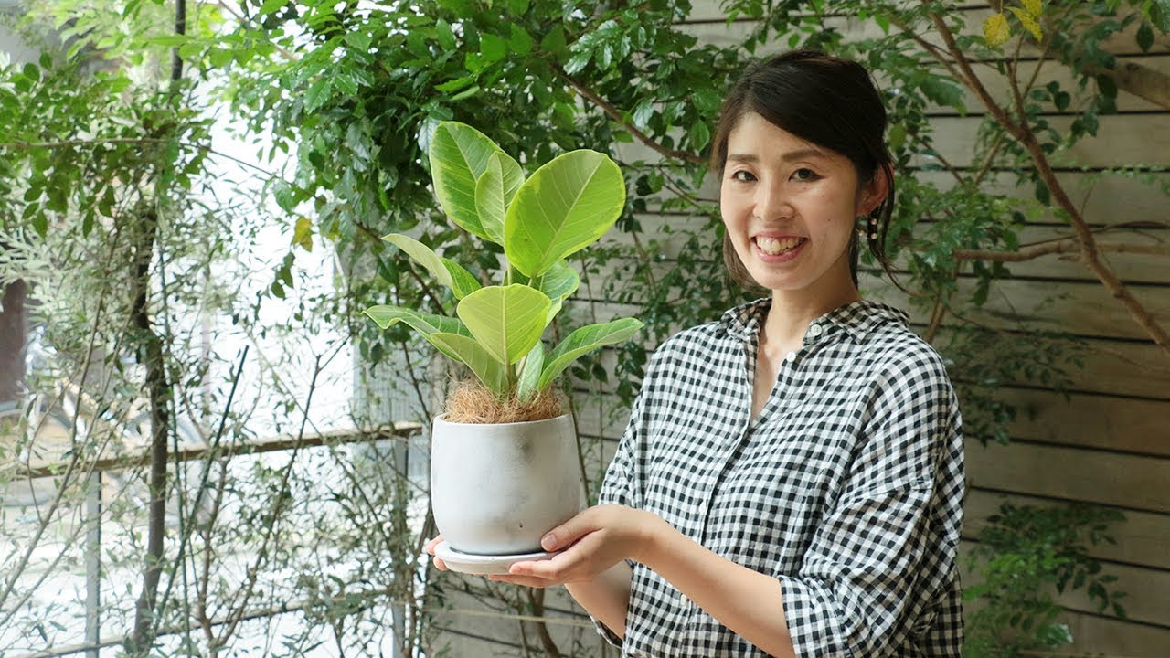 観葉植物のお手入れ 鉢を植え替えしよう Re Ceno インテリア Youtube