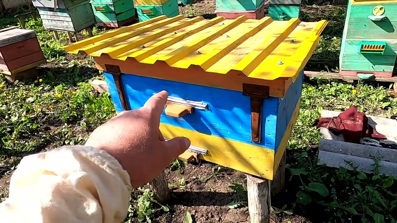 Ловля роїв в пусті вулики на пасіці  Бджільництво 2022