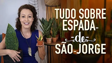 Como fazer chá de Espada de São Jorge?