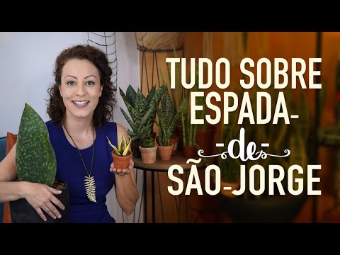 Vídeo: Sansevieria: Para Que As Folhas Permaneçam Variadas E Resilientes