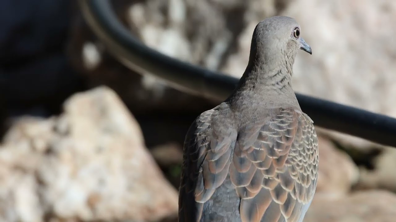 Paisagem, natureza e vida selvagem  2025