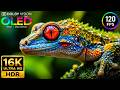 Incredible Wild Animals | 16K Dolby Vision HDR 120fps Scenic Wildlife