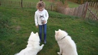 Der Samojedenhof - Faszination Schlittenhunde