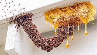 1,000 Ants vs. Challenges