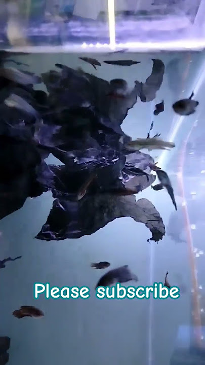 gappy fish #fishaquarium #fish