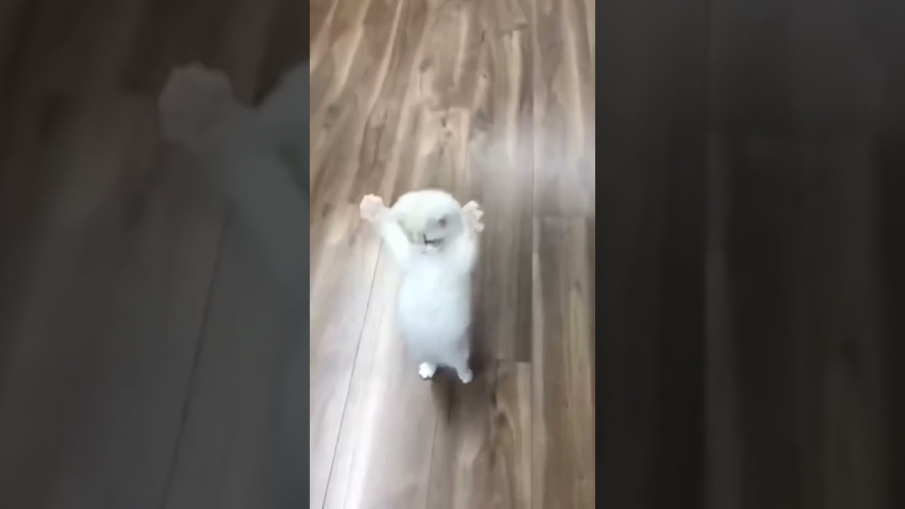 cute cat playing||cute cat fancy dress 😻 prnces