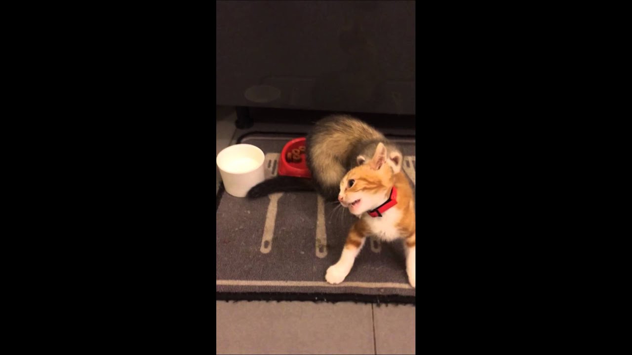 Furet et chien