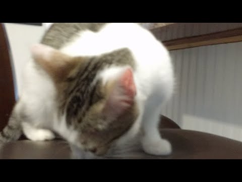 cats inn Roux's Boring Stream With No Action
