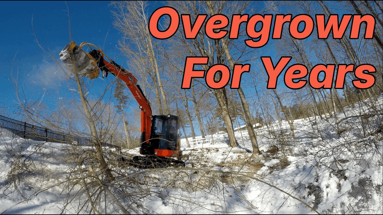 Clearing Years of Overgrown Brush and Deadfall