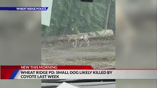 Wheat Ridge police warn residents after dog killed from likely coyote activity