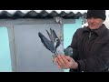 Старониколаевские торцовые голуби  2022