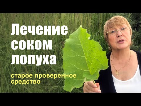 Лечение кисты и новообразований соком лопуха