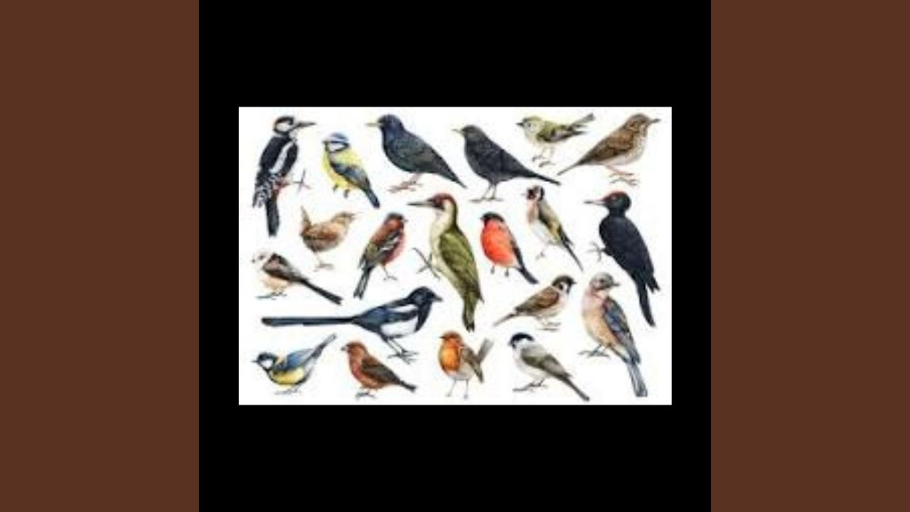 Watch Blue Jay on YouTube Watch Blue Jay on YouTube