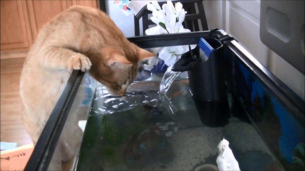 cat drinking fish tank water