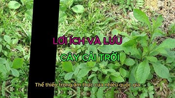 5 lợi ích tuyệt vời của cây cải trời đối với sức khỏe bạn cần biết