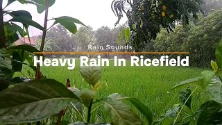 try to sleep instantly after 3 minutes, heavy rain in rice field 05-2024