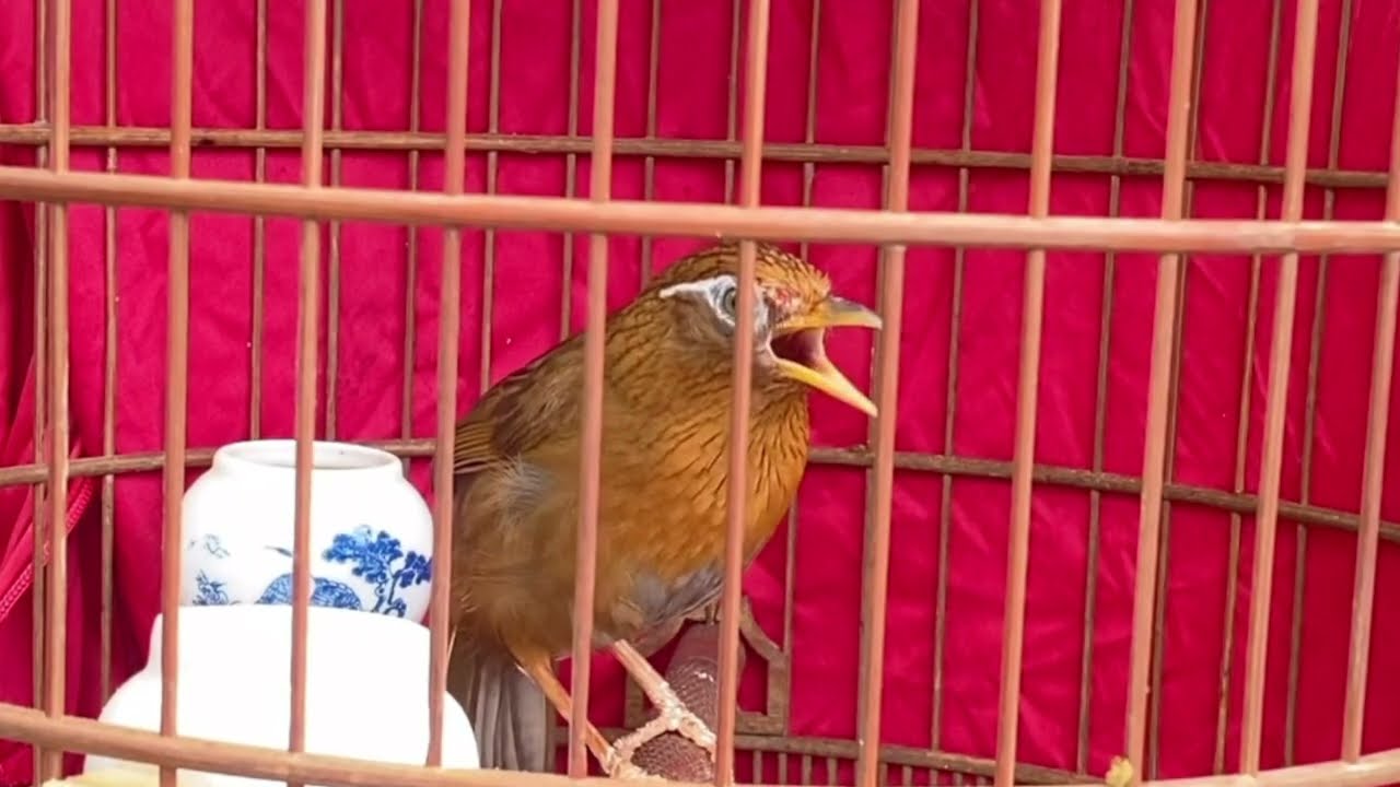 Luyện chim hoạ mi hót hay nhiều giọng/ Hoạ mi hót kích bổi, Vực hoạ mi yếu lửa 🔥🔥