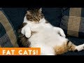 Funniest Fat Cat Compilation September | Funny Pet Videos