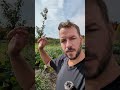 Permaculture food forest on a swale at plum hollow farm