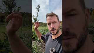 Permaculture food forest on a swale at plum hollow farm
