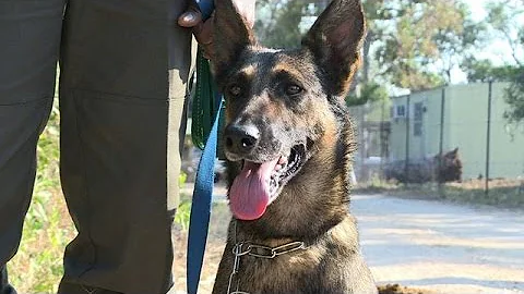 S.Africa's top poacher-hunting pooch flies into battle