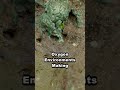 HIDDEN: 5 Mind-Blowing Facts About Octopuses That Could SHOCK YOU Today (#4 Will S...