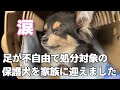 足が不自由で処分対象になった保護犬（チワワ）を我が家に迎えました