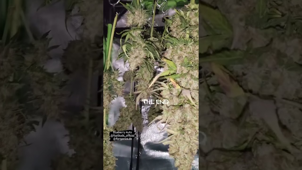 Blueberry Auto 🫐 Fast Buds | indica by raffaelpommer IG