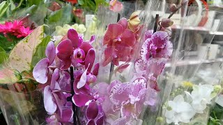 В поисках новых орхидей. В миксах муташки и редкие орхидеи для коллекционеров.