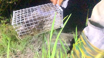 Bẫy chuột đồng theo đường mòn dính trọn bẫy chuột cống Nhúm khủng@Săn Bắt Miền Bắc