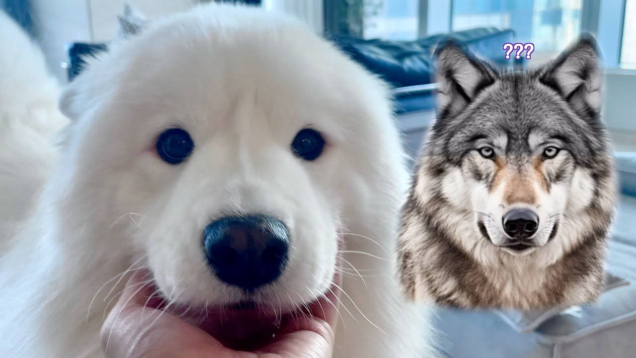 The hidden nature of wolf behind those innocent eyes is finally revealed!