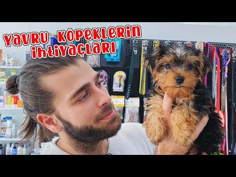 Köpek Sahiplenince Alınması Gerekenler! ( Yavru Köpeklerin İhtiyaçları ) #TheVet