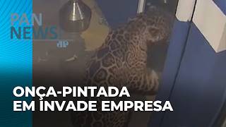 Ibama instala armadilha para capturar onça-pintada que vem tirando o sono de moradores de Mandaguari