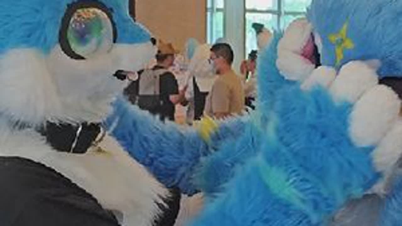 好多兽，贴一下！【兽聚VLOG】