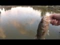 Big Ugly Black Largemouth Bass - Pond Fishing