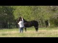 New Guy Catches Mr. T in Open Pasture- Pressure Release- Horse Lesson- Rick Gore Horsemanship