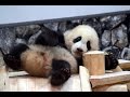 【連続すべり台♪】パンダの結浜🐼すべっては飼育員さんにかけ寄る！【もういっか~い♪】Giant Panda Baby -Yuihin-☆Yuihin run up to the caretaker