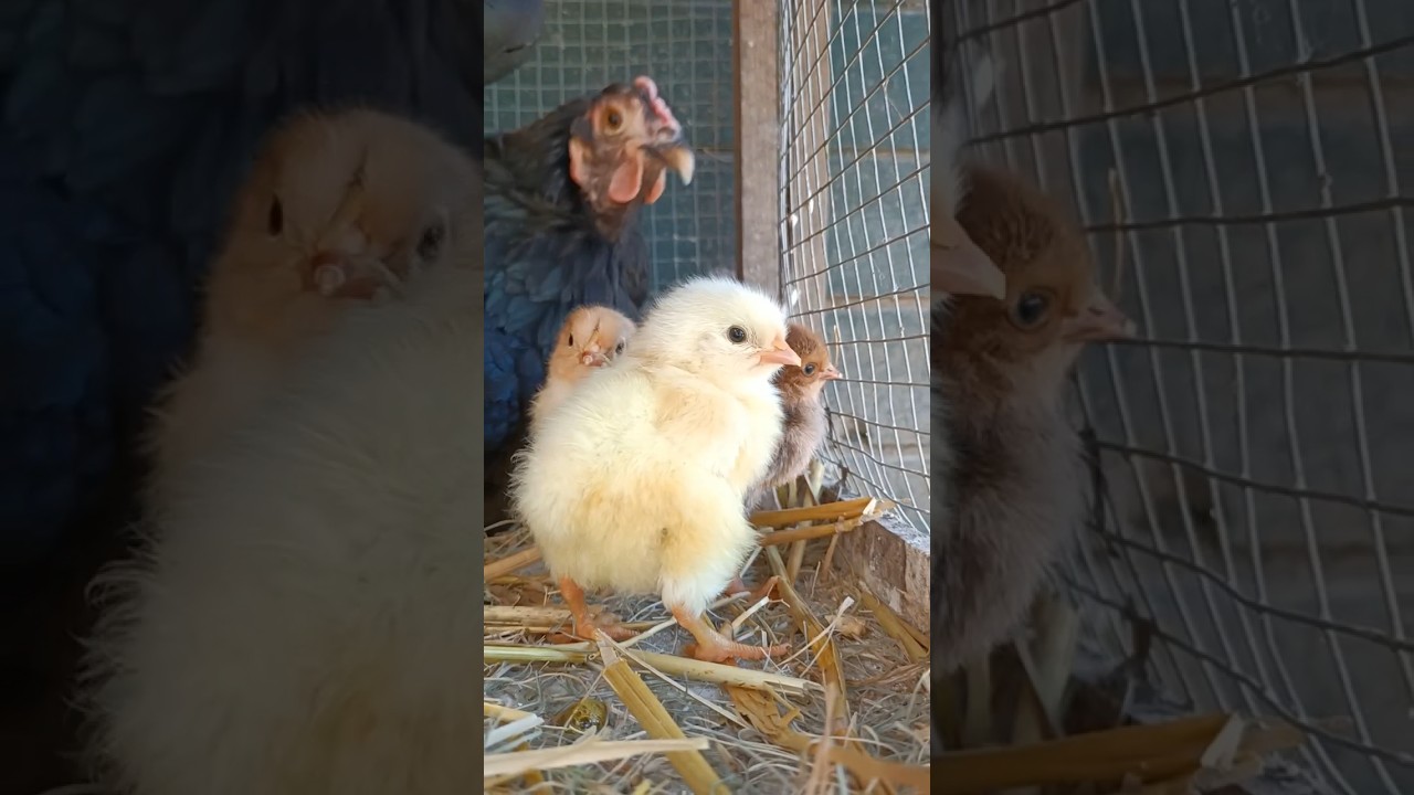 I pulcini appena nati! 🐤 