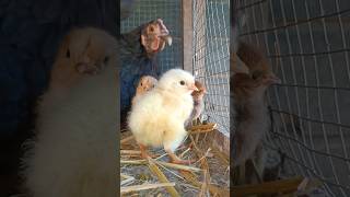 I pulcini appena nati! 🐤 #pulcini #animali #galline