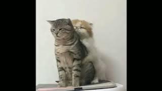 bukti - virgoun // sped up [reqsong]