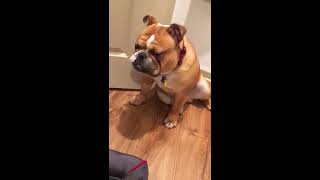 Guilty English Bulldog 'Can't See' Scolding Mom!