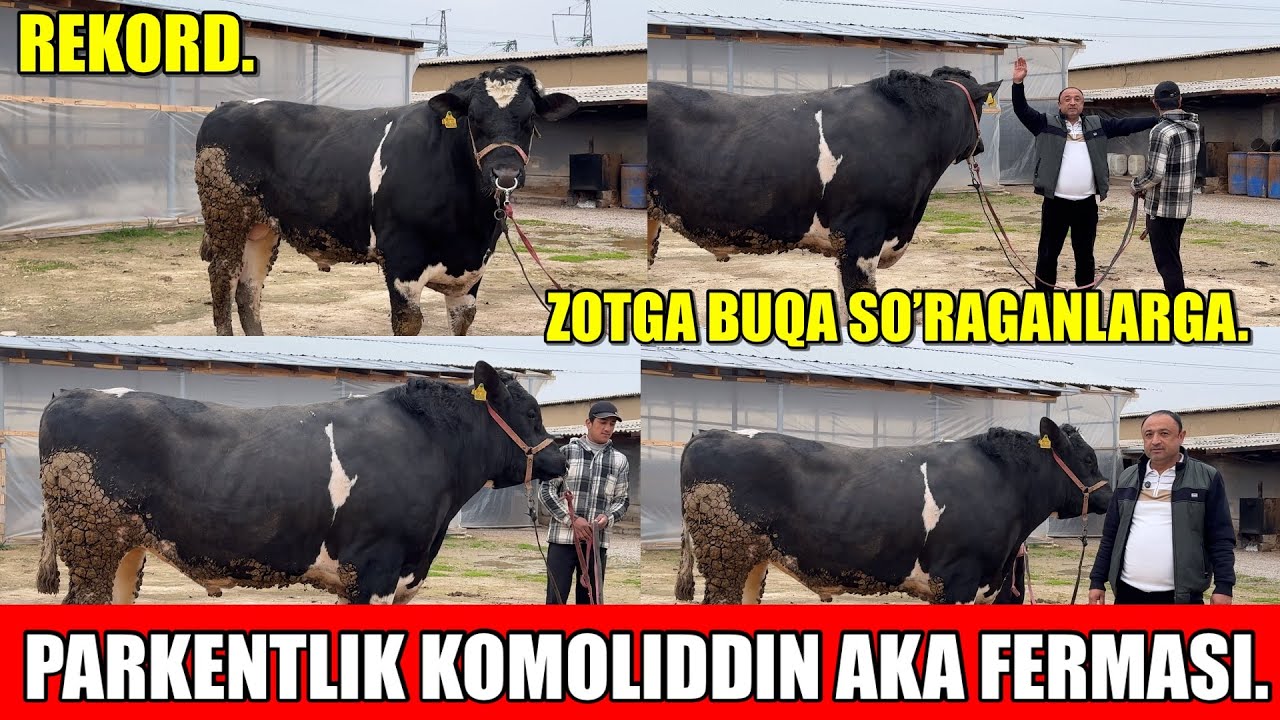 PARKENTLIK KOMOLIDDIN AKA FERMASIDA ZOTGA BUQA SOTILADI.