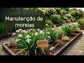 Manutenção de moreias