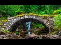 Beautiful Relaxing Music, Peaceful Soothing Instrumental Music, "Celtic Forest Bridge" By Tim Janis