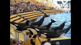 Loro Parque Orca Whale Show 06/06/23