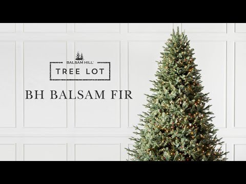 bh-balsam-fir-|-tree-lot